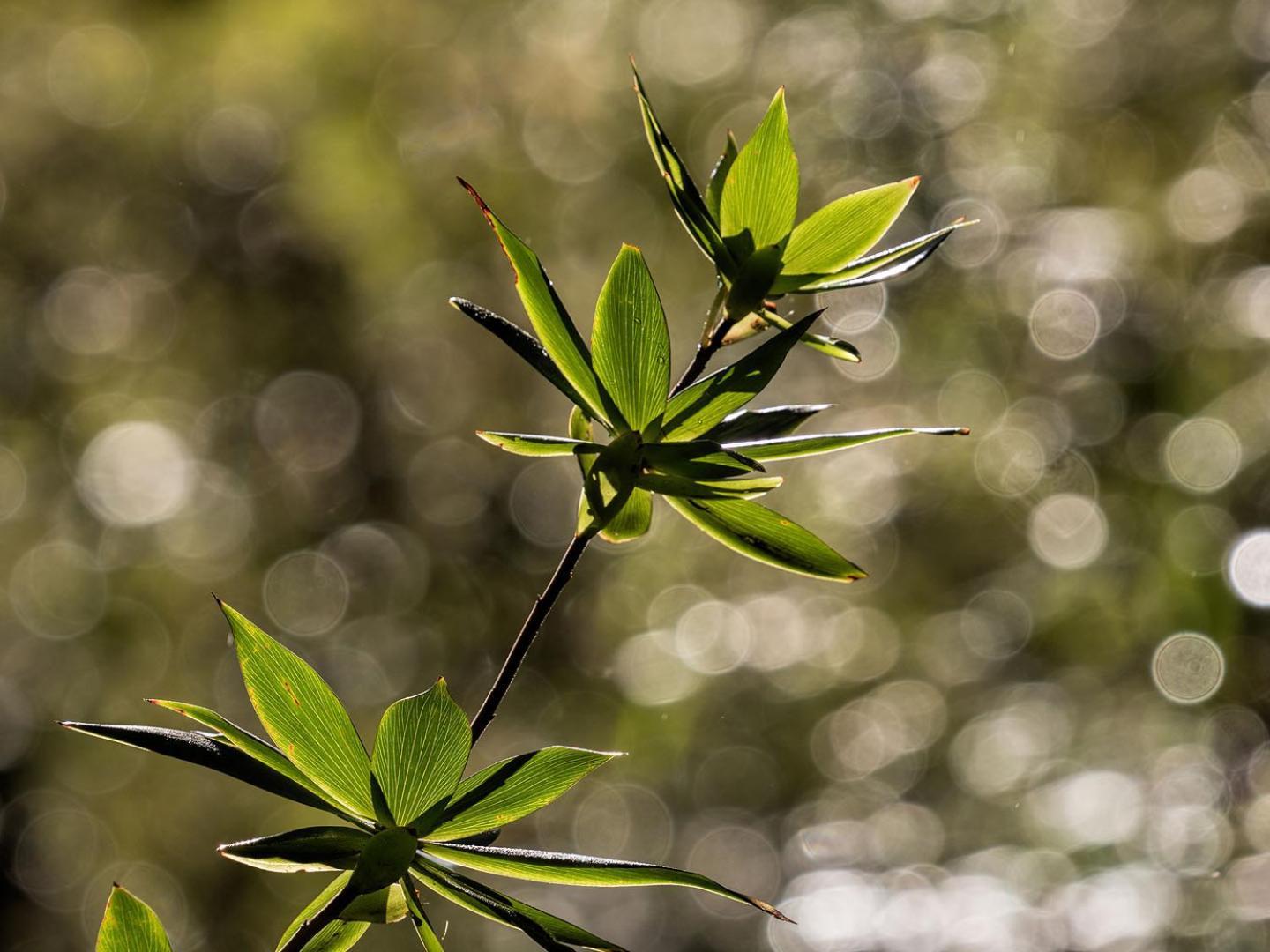 The Floating Forest Denmark Exteriér fotografie